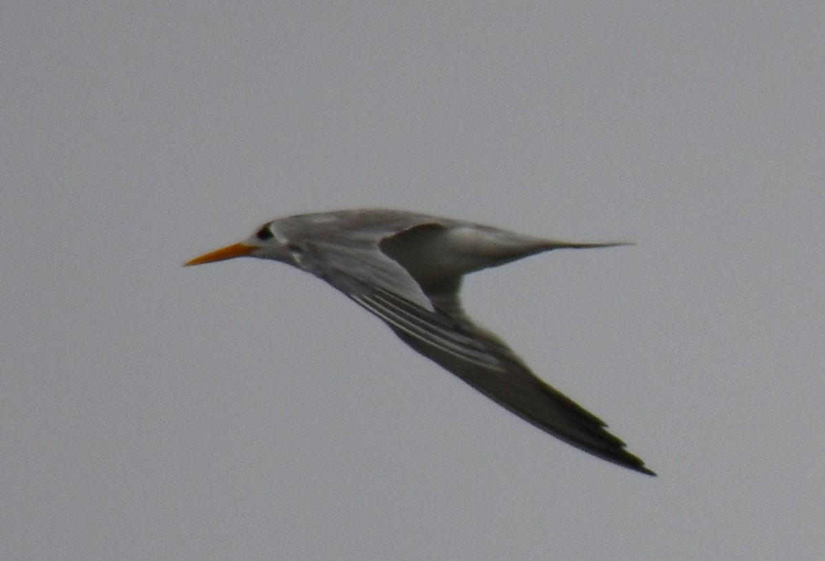 Lesser Crested Tern - ML641333271