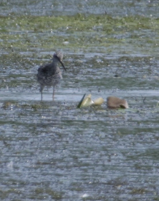 Stilt Sandpiper - ML641333272