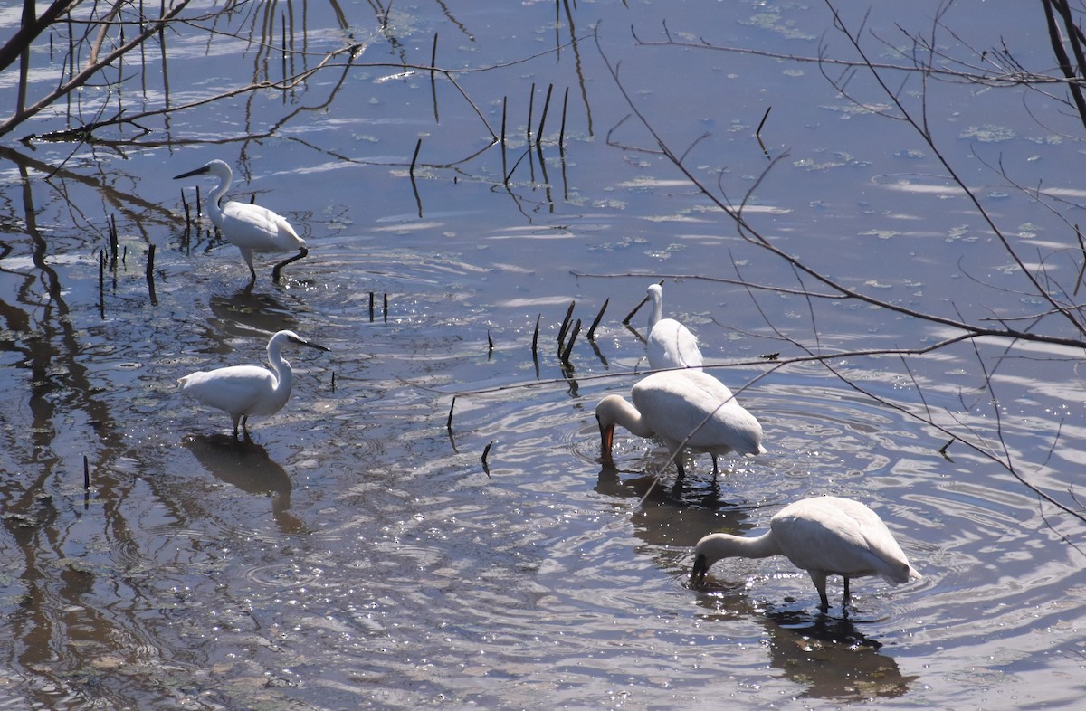 Eurasian Spoonbill - ML641333273