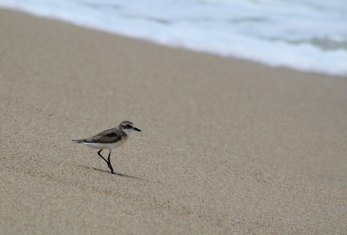 Tibetan Sand-Plover - ML641333280