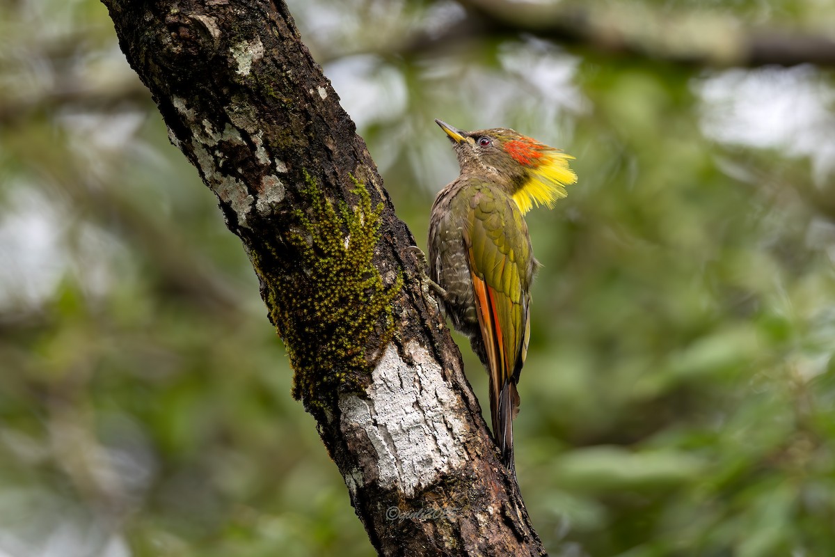 Lesser Yellownape (Chinese) - ML641333285