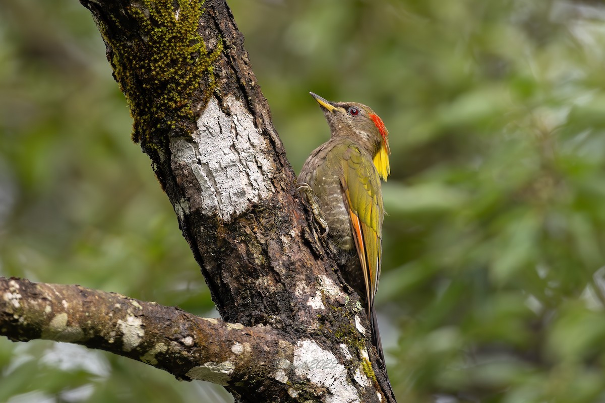 Lesser Yellownape (Chinese) - ML641333286