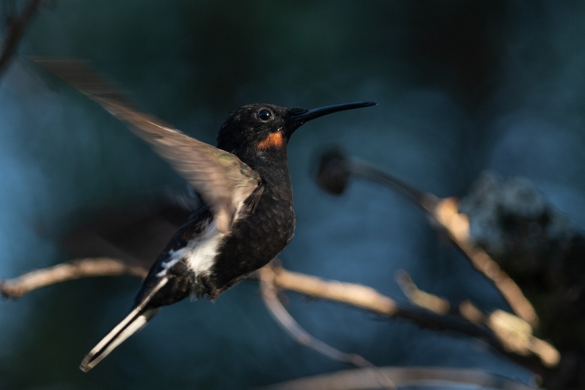 Black Jacobin - ML641333301