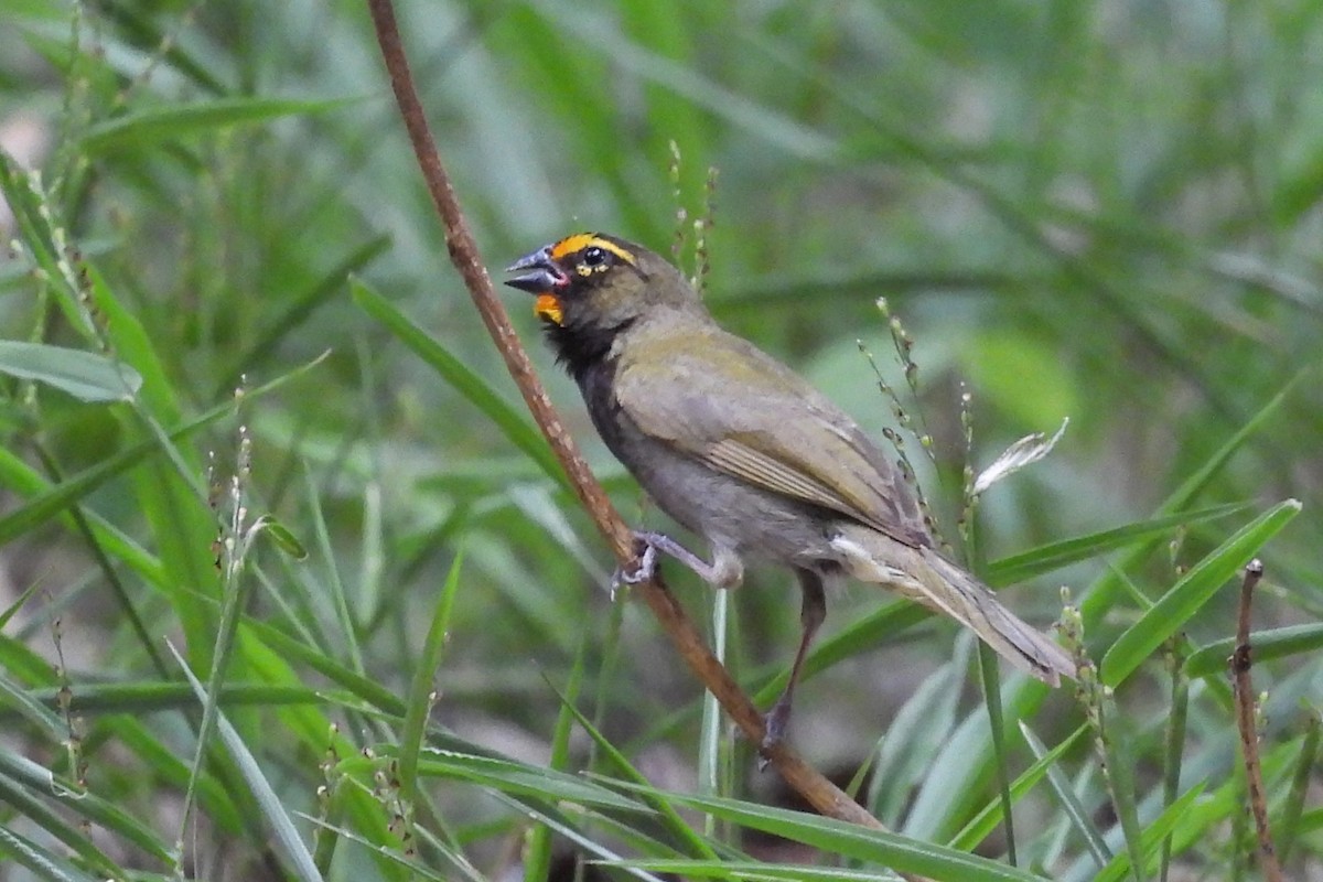 Goldbrauen-Gimpeltangare - ML641333363