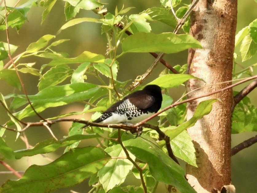 Magpie Mannikin - ML641333364