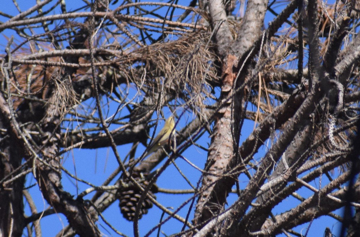 Willow Warbler - ML641333366