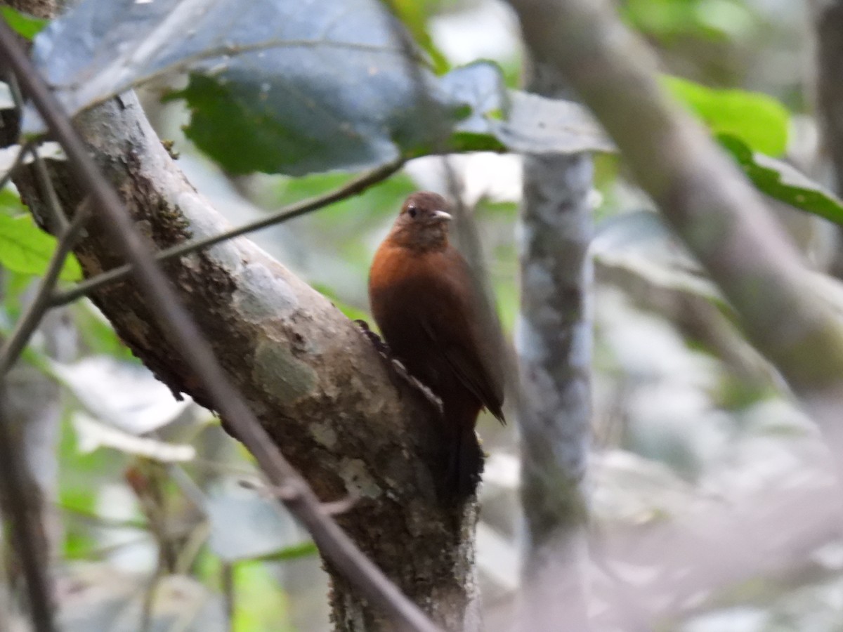 Rufous-breasted Leaftosser (Rufous-breasted) - ML641333390
