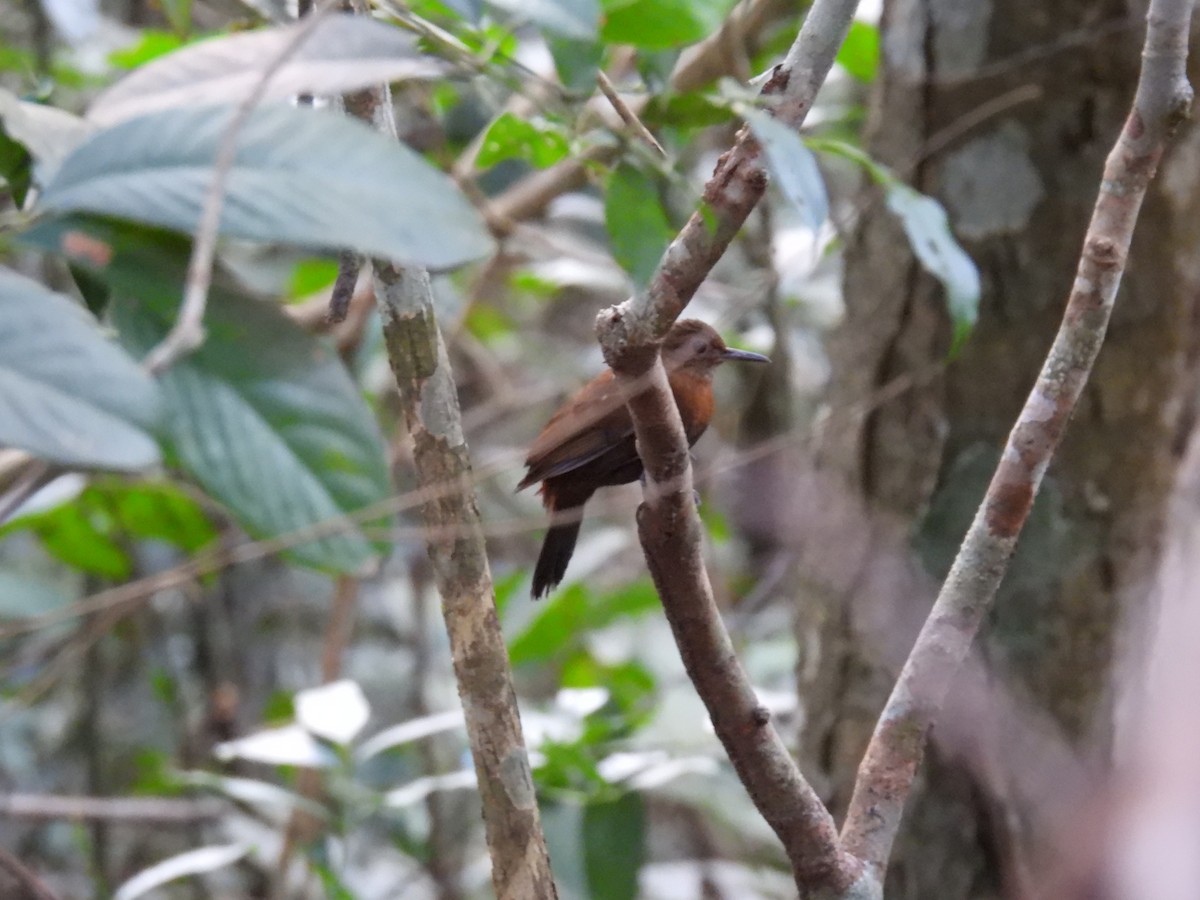 Rufous-breasted Leaftosser (Rufous-breasted) - ML641333391