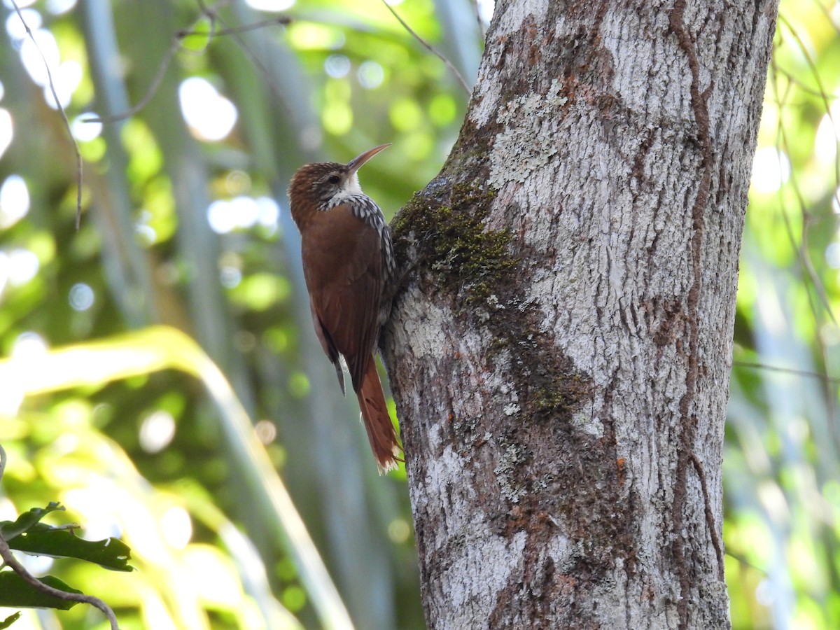 Scaled Woodcreeper (Scaled) - ML641333395