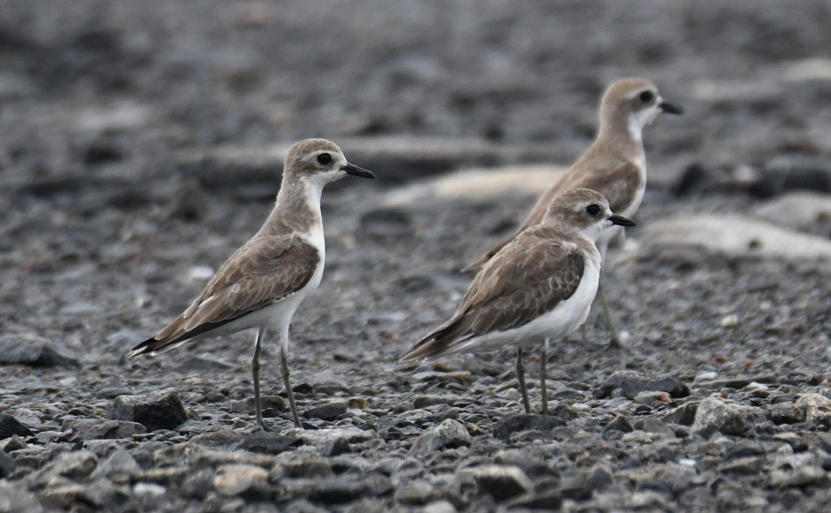 Tibetan Sand-Plover - ML641333398