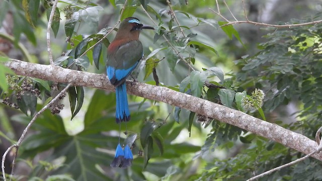Turquoise-browed Motmot - ML641333401