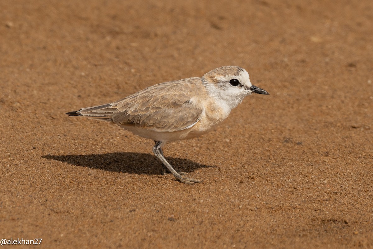 White-fronted Plover - ML641333444