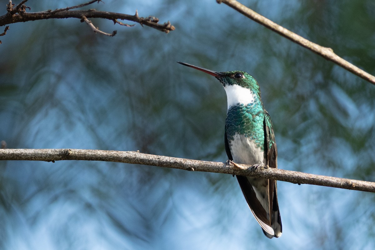 Colibri à gorge blanche - ML641333471