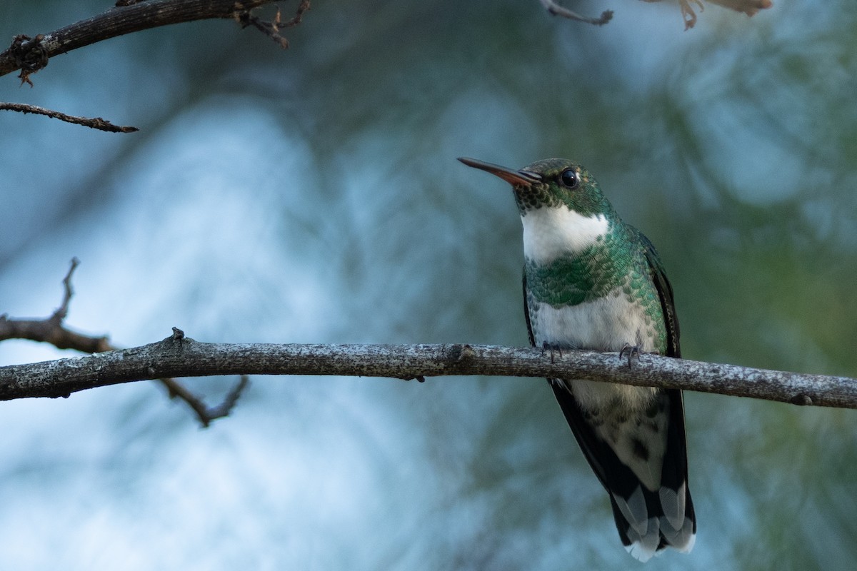 Colibri à gorge blanche - ML641333473
