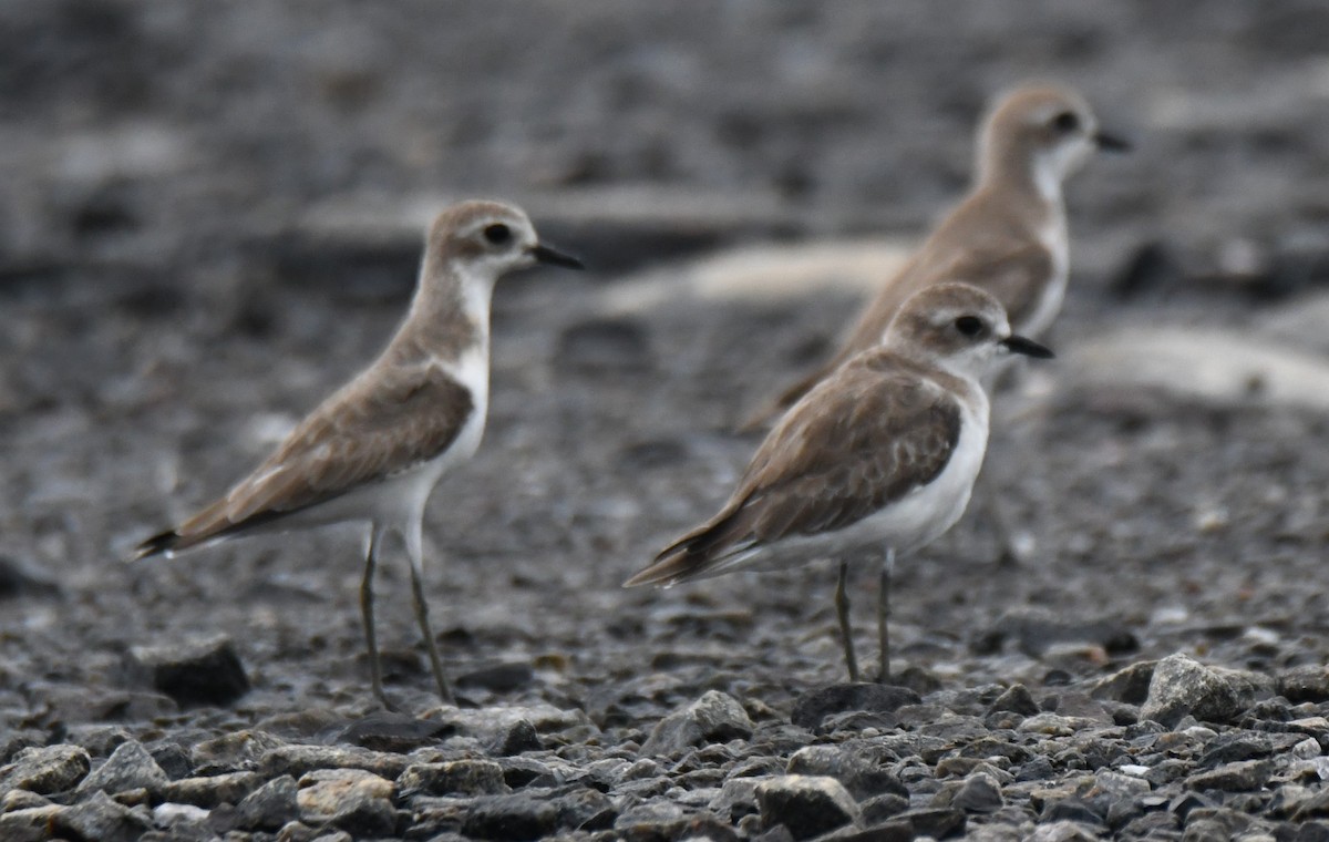 Tibetan Sand-Plover - ML641333570