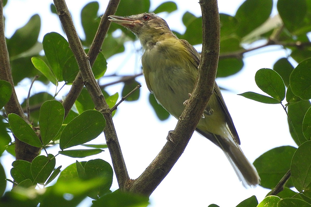 Yellow-green Vireo - ML641333639