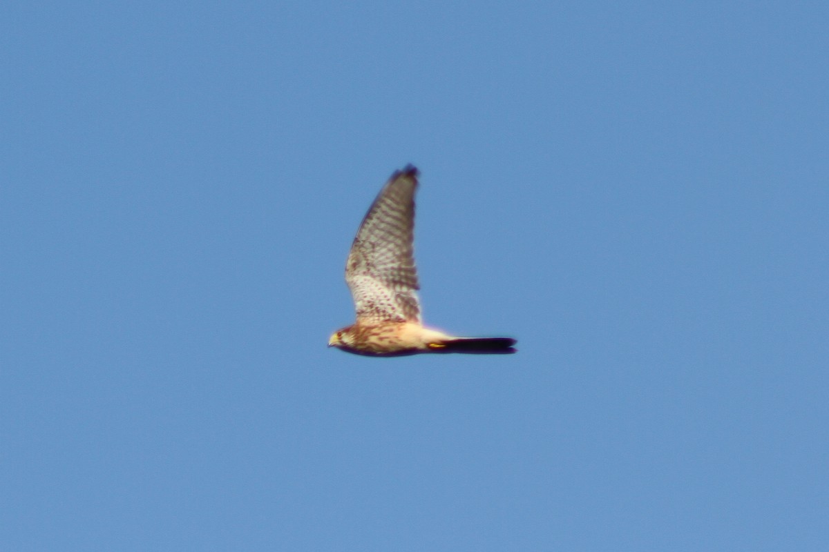 Falco sp. - ML641333642