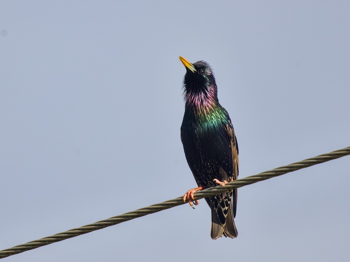 歐洲椋鳥 - ML641333661