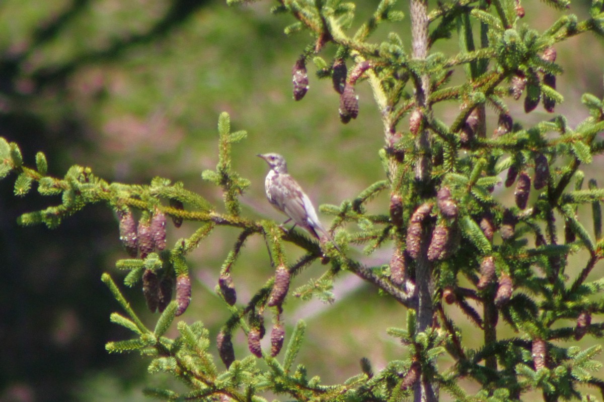 Mistle Thrush - ML641333698