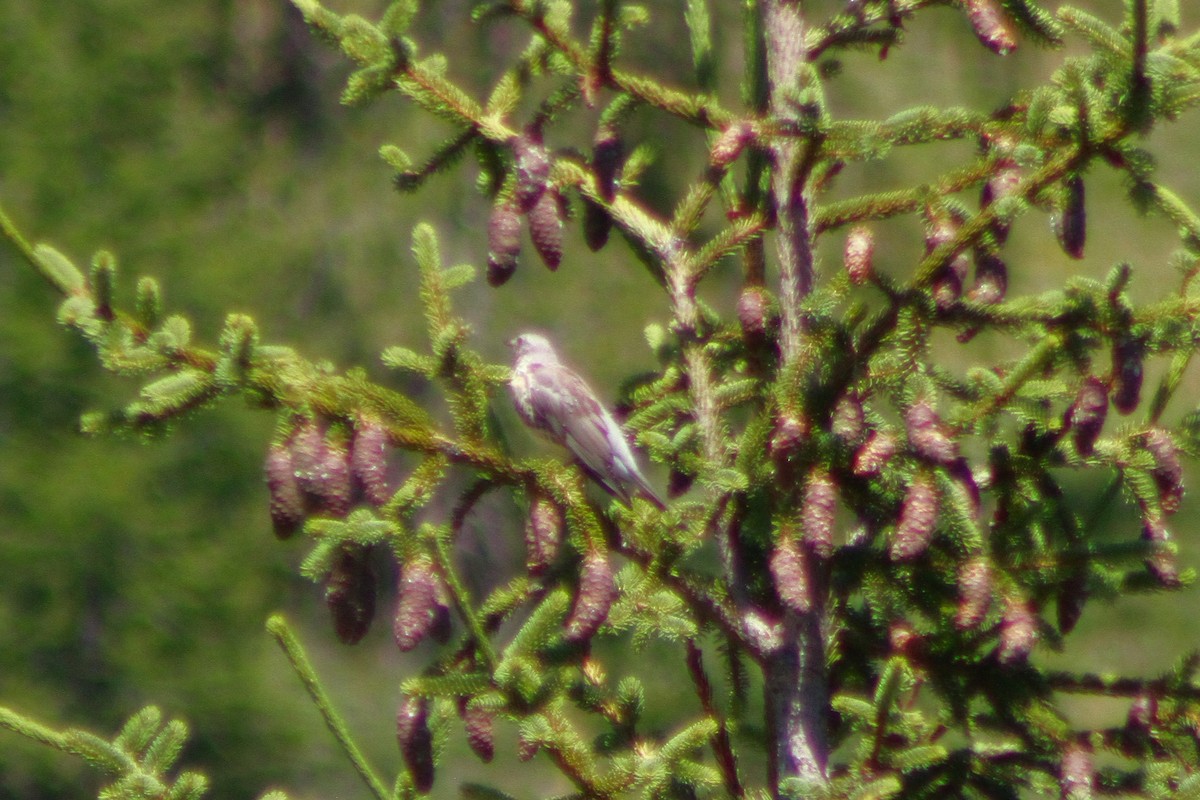Mistle Thrush - ML641333699