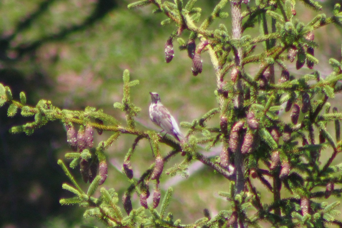 Mistle Thrush - ML641333700