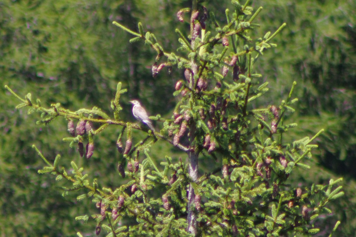 Mistle Thrush - ML641333701