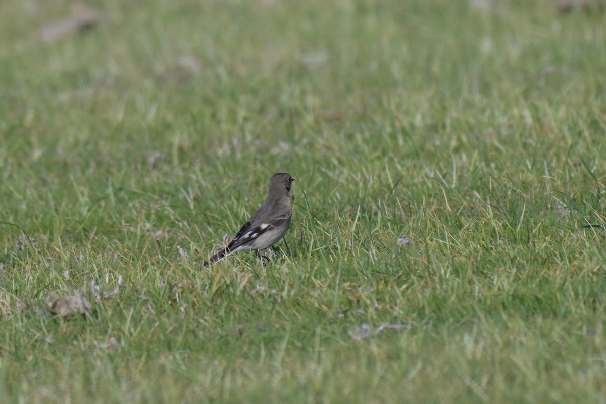 Flame Robin - ML641333748