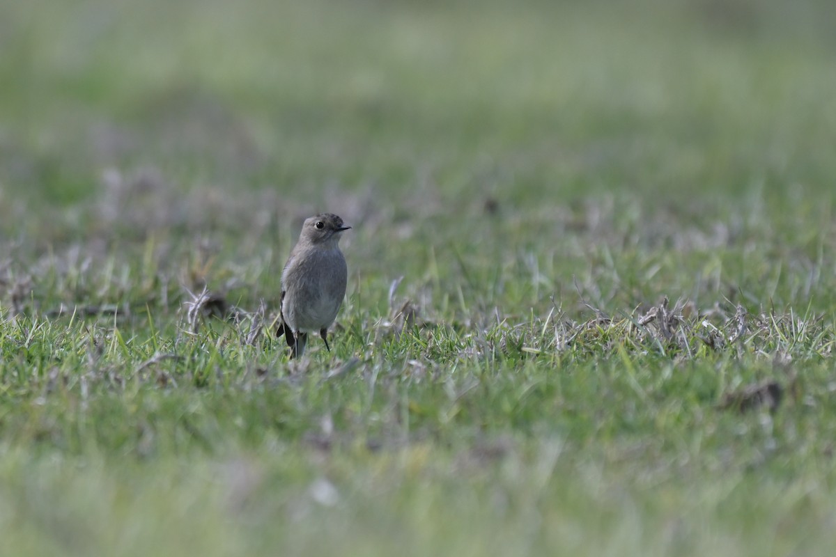 Flame Robin - ML641333754