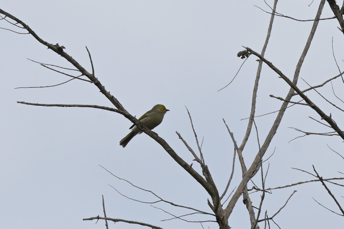 White-plumed Honeyeater - ML641333755
