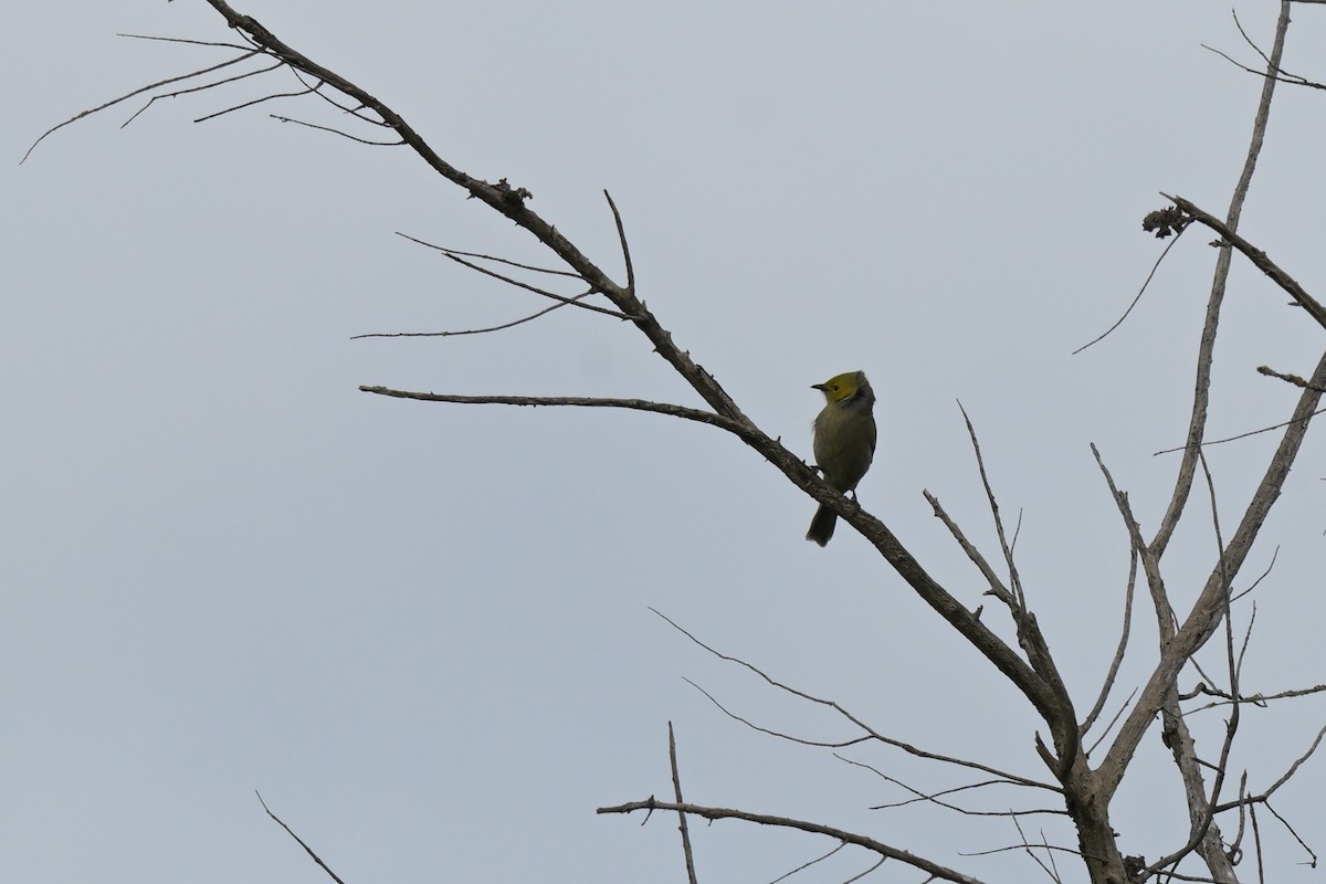 White-plumed Honeyeater - ML641333757