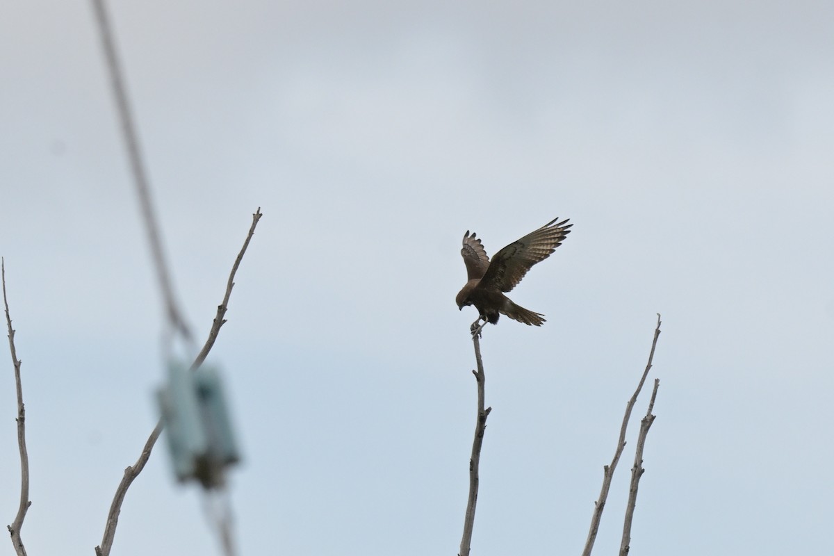 Brown Falcon - ML641333758