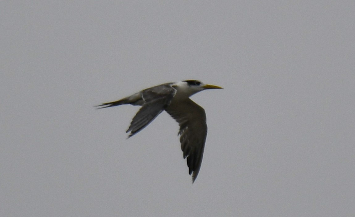 鳳頭燕鷗 - ML641333759