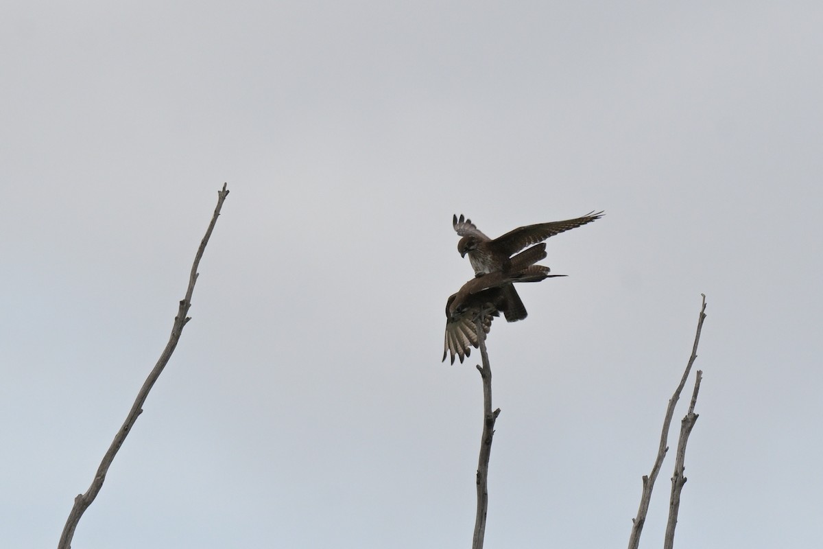 Brown Falcon - ML641333761