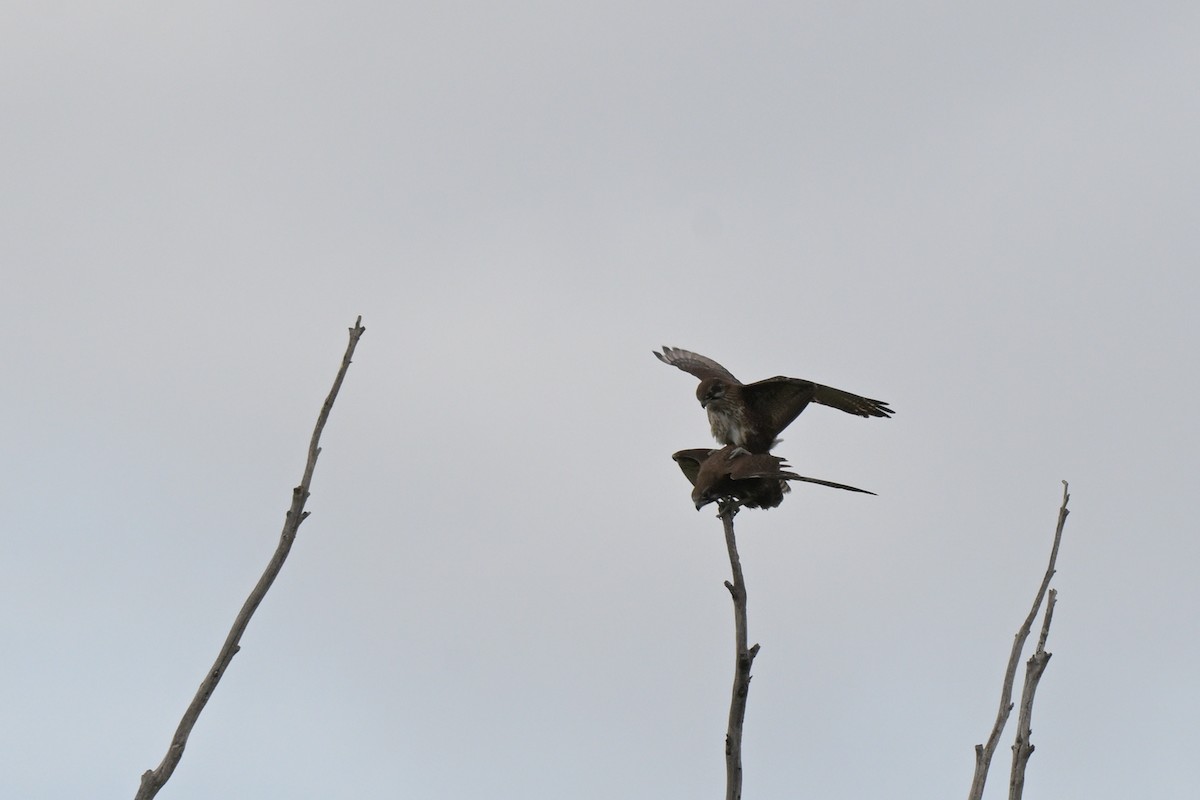 Brown Falcon - ML641333762