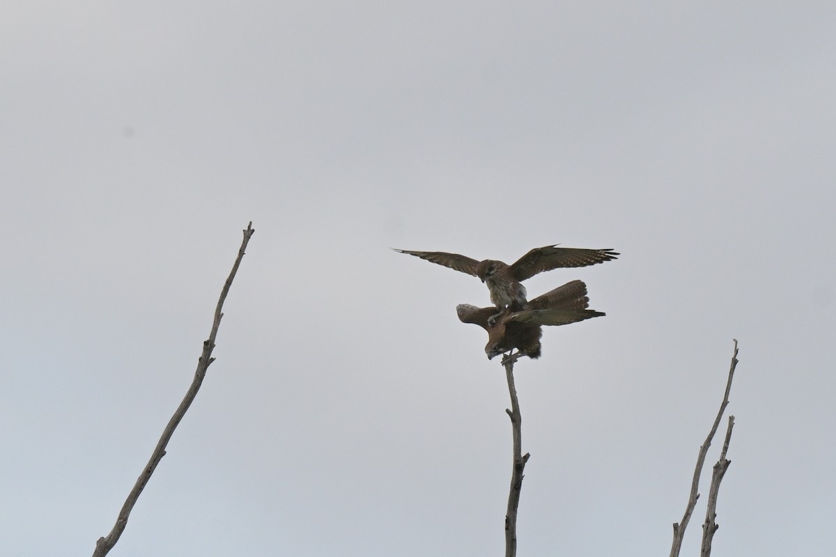 Brown Falcon - ML641333766