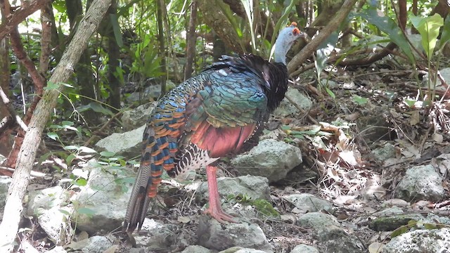 Ocellated Turkey - ML641333768