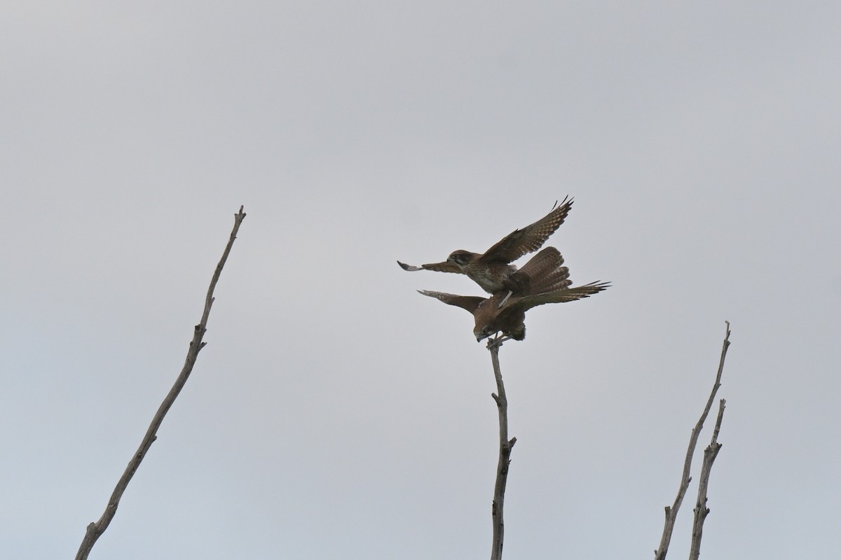 Brown Falcon - ML641333769