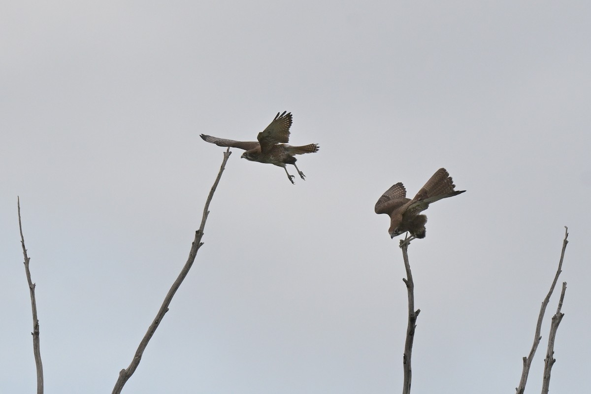 Brown Falcon - ML641333771
