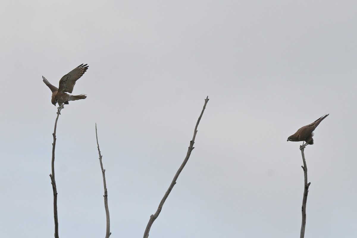Brown Falcon - ML641333774