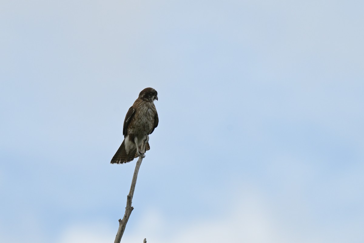 Brown Falcon - ML641333775