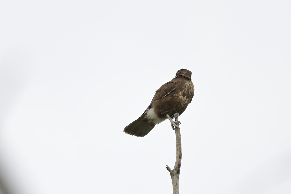 Brown Falcon - ML641333776
