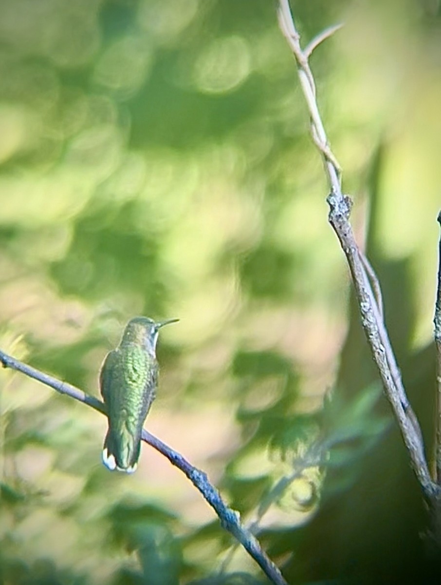 Ruby-throated Hummingbird - ML641333778
