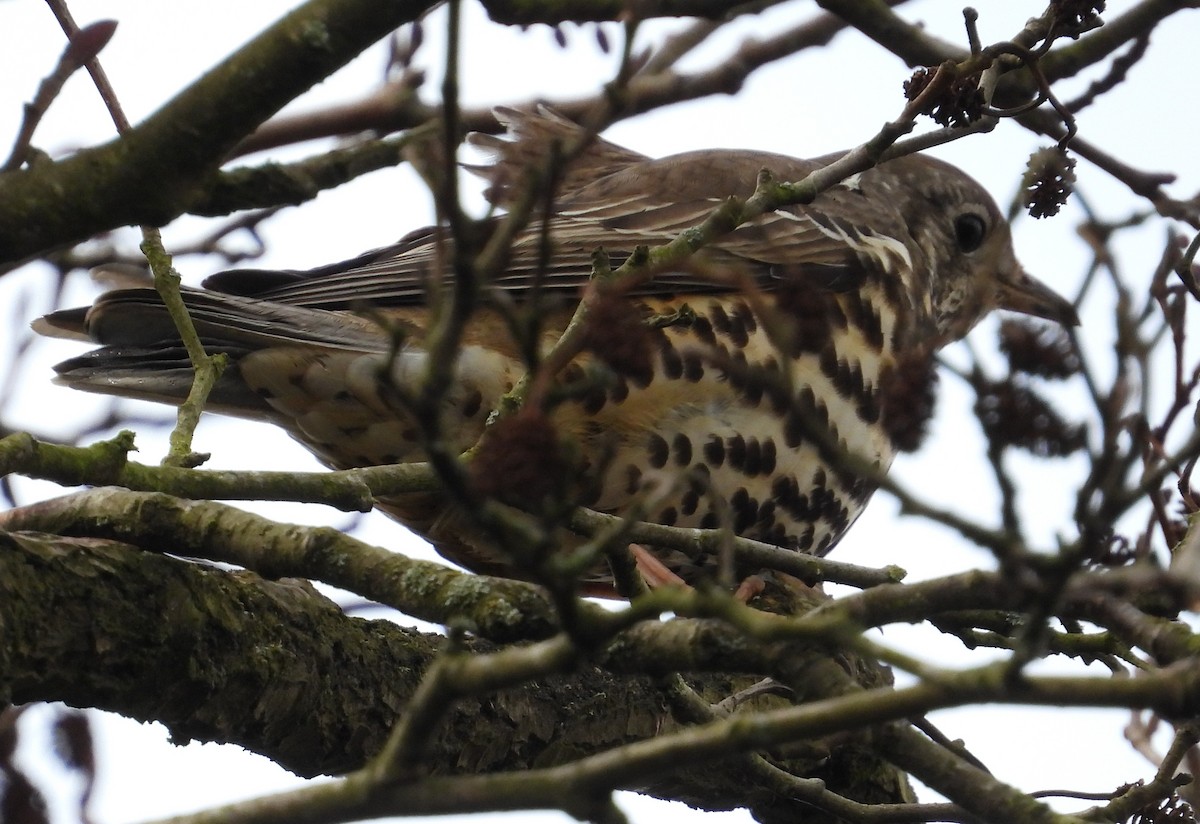 Mistle Thrush - ML641333805