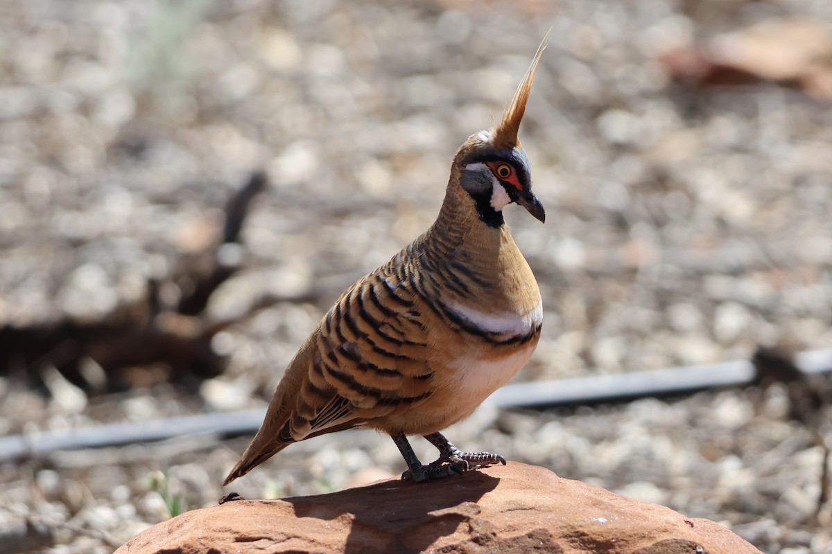 Spinifex Pigeon - ML641333807