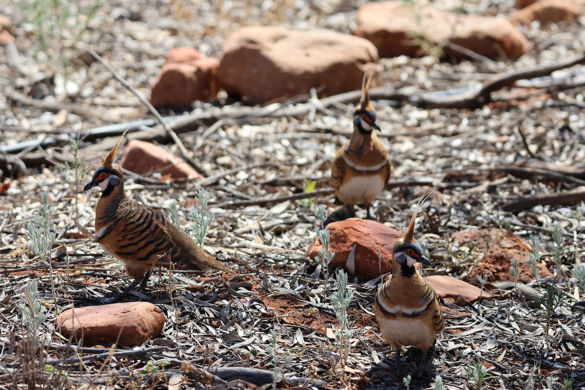 Spinifex Pigeon - ML641333816