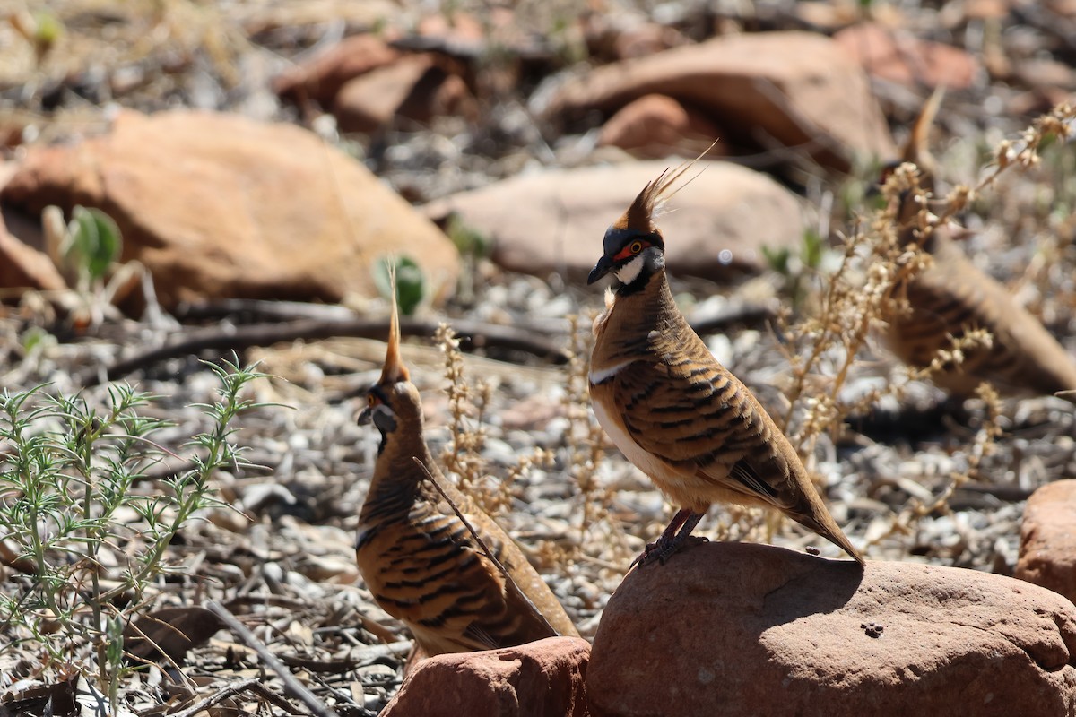 Spinifex Pigeon - ML641333818