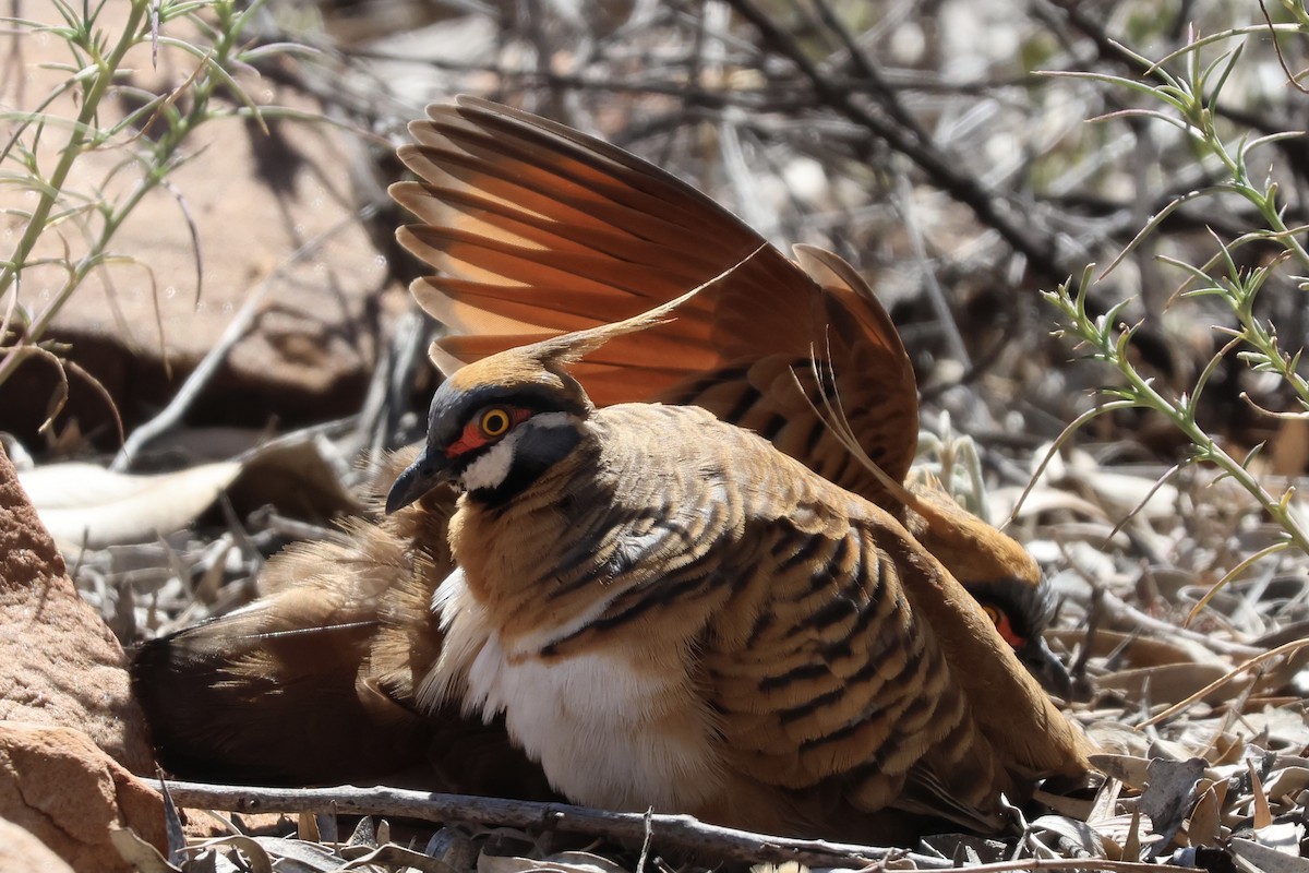 Spinifex Pigeon - ML641333819