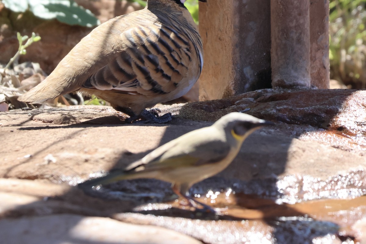 Gray-headed Honeyeater - ML641333826
