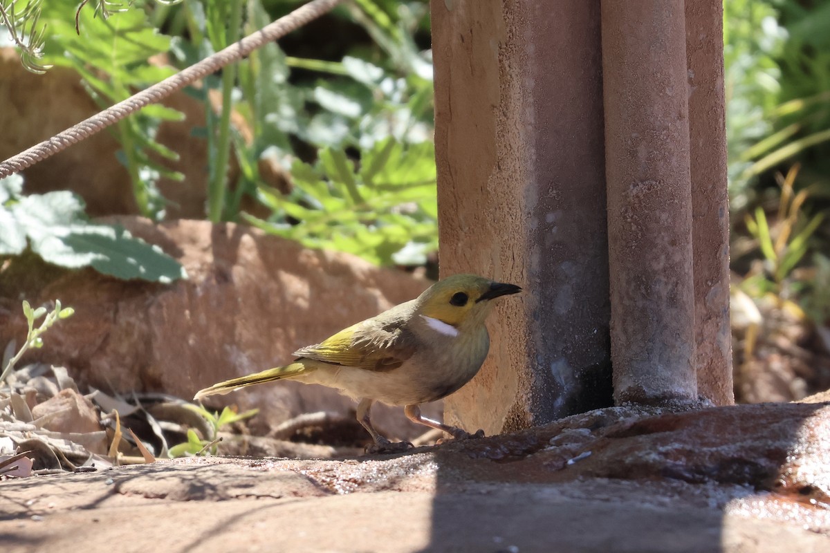 White-plumed Honeyeater - ML641333828
