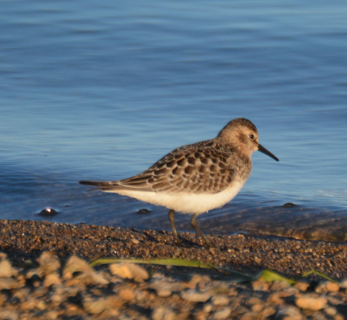 gulbrystsnipe - ML641333834